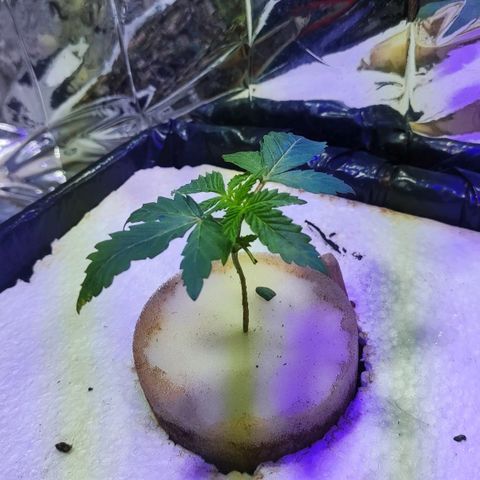 Shorty growlog photo: Primera poda