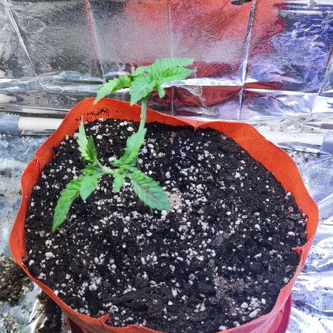 Shorty growlog timeline photo