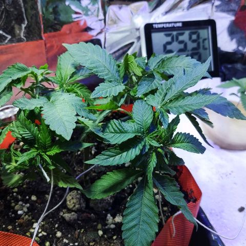 Shorty growlog timeline photo