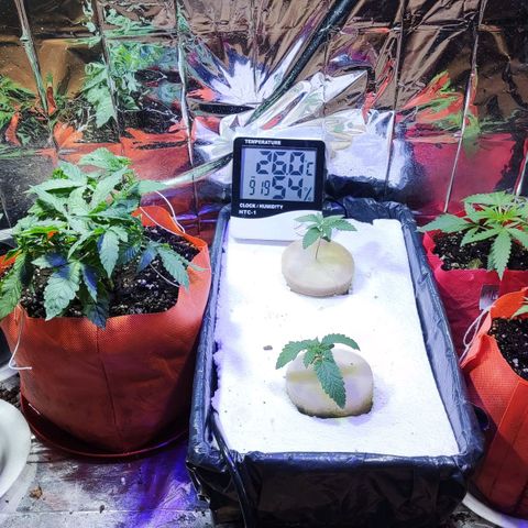Shorty growlog timeline photo