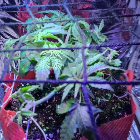 Shorty growlog timeline photo