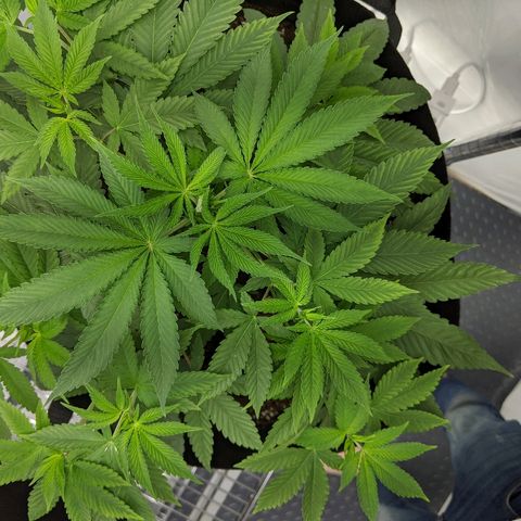 McRillaz growlog timeline photo