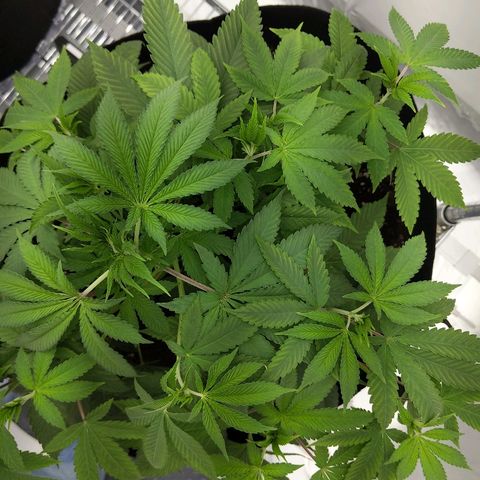 McRillaz growlog timeline photo