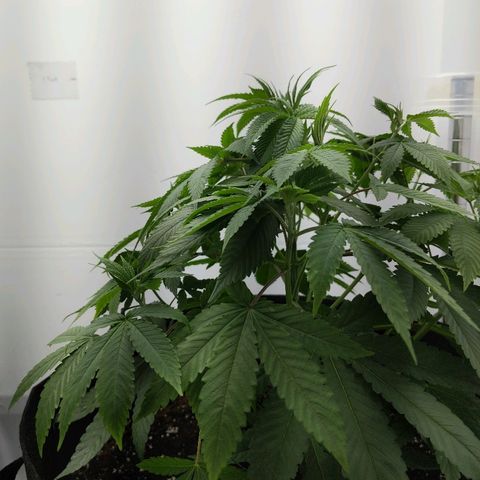 McRillaz growlog timeline photo