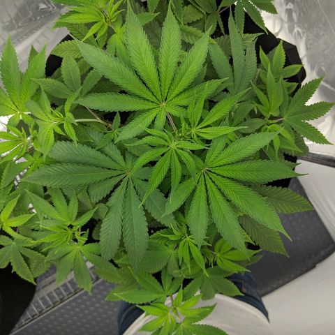 McRillaz growlog timeline photo