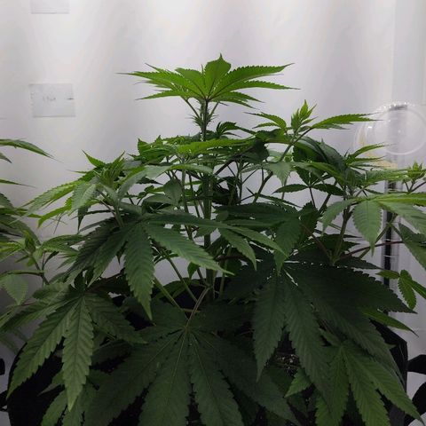 McRillaz growlog timeline photo