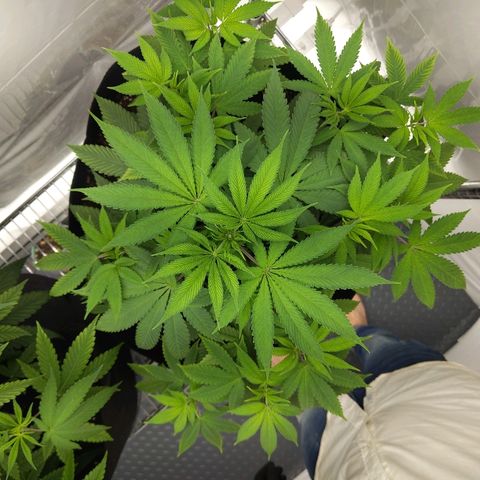 McRillaz growlog timeline photo