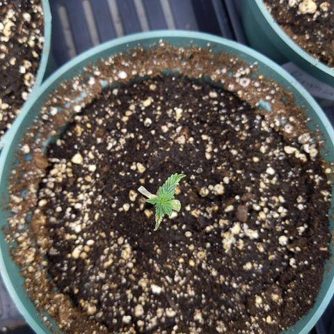 Sour cho growlog timeline photo