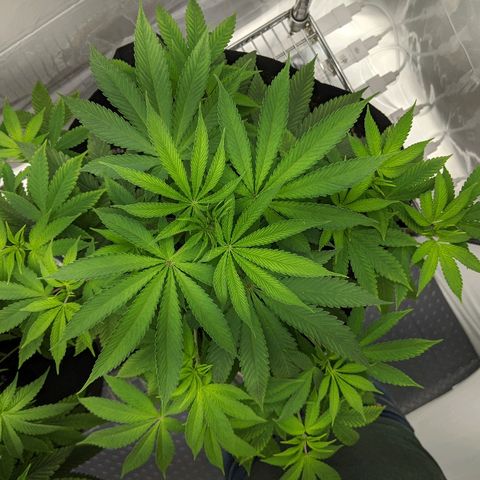 McRillaz growlog timeline photo