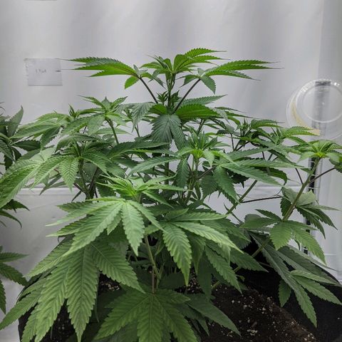 McRillaz growlog timeline photo