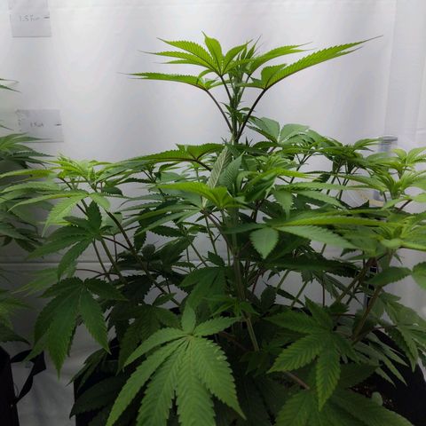 McRillaz growlog timeline photo