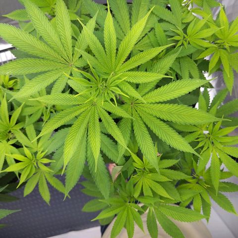 McRillaz growlog timeline photo
