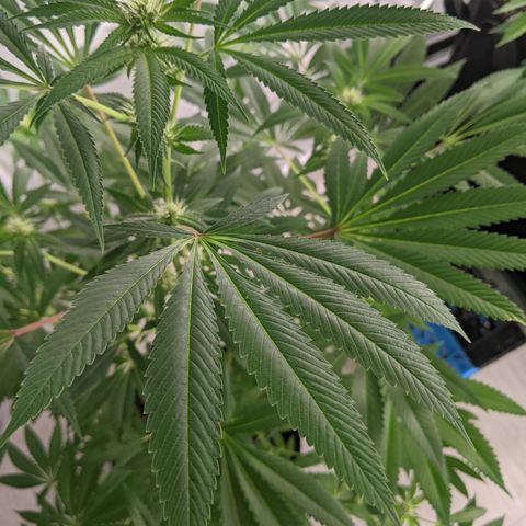 McRillaz growlog photo: Sour Cho, Stark, rillaz in flower