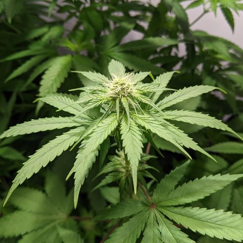 McRillaz growlog photo: Sour Cho, Stark, rillaz in flower