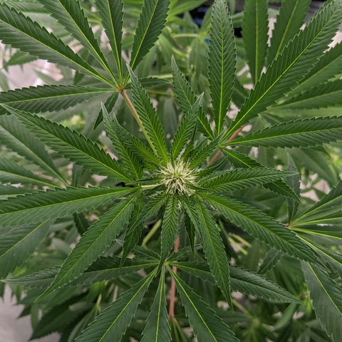 McRillaz growlog photo: Sour Cho, Stark, rillaz in flower