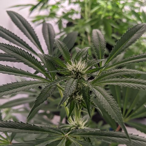 McRillaz growlog photo: Sour Cho, Stark, rillaz in flower