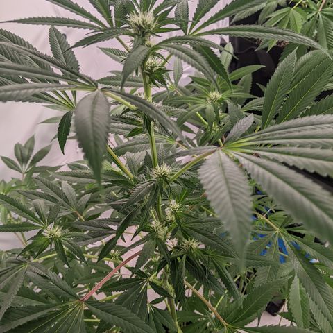 McRillaz growlog photo: Sour Cho, Stark, rillaz in flower