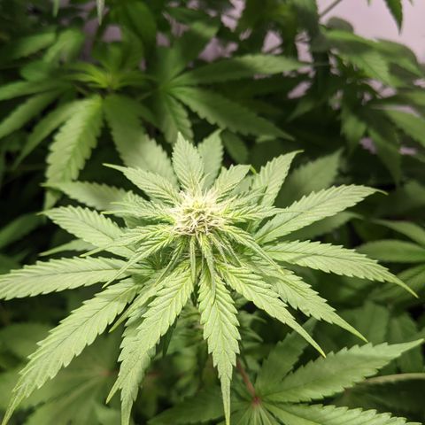 McRillaz growlog photo: Sour Cho, Stark, rillaz in flower