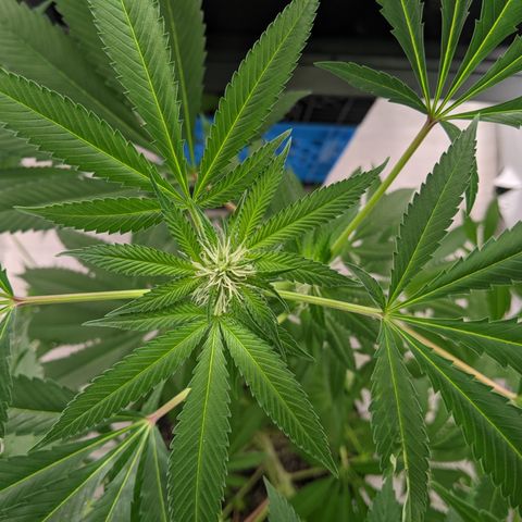McRillaz growlog photo: Sour Cho, Stark, rillaz in flower