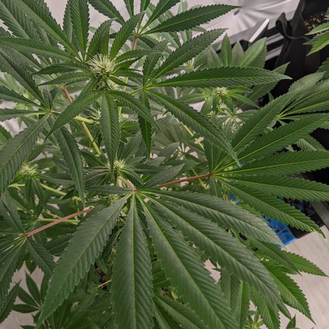 McRillaz growlog photo: Sour Cho, Stark, rillaz in flower