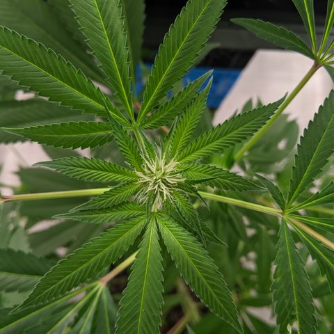 McRillaz growlog photo: Sour Cho, Stark, rillaz in flower