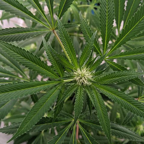 McRillaz growlog photo: Sour Cho, Stark, rillaz in flower
