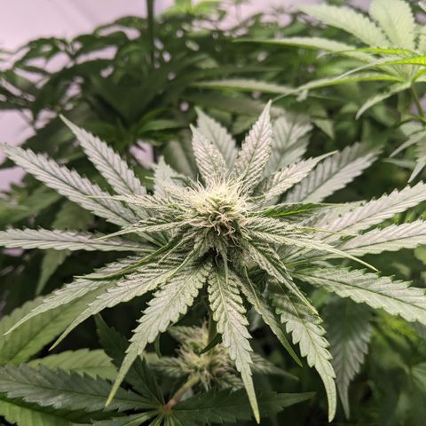 McRillaz growlog timeline photo