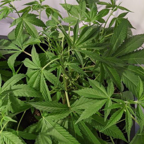 McRillaz growlog timeline photo