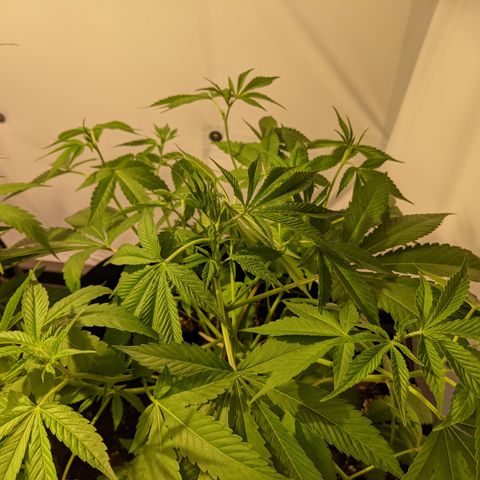 McRillaz growlog timeline photo