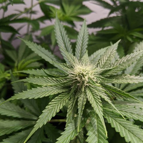 McRillaz growlog timeline photo