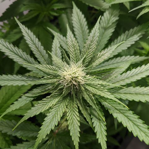 McRillaz growlog timeline photo