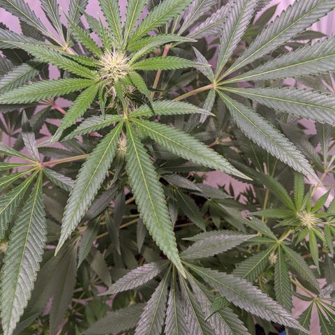 McRillaz growlog timeline photo