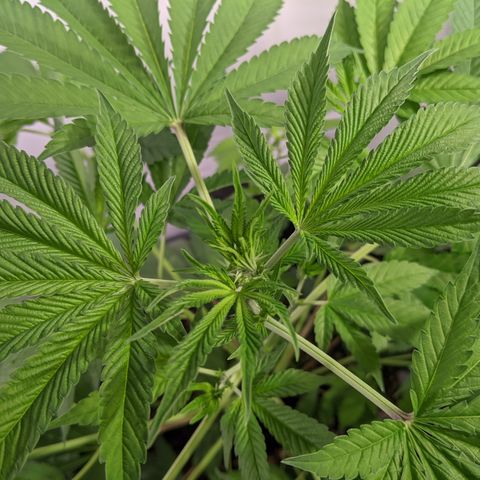 McRillaz growlog timeline photo
