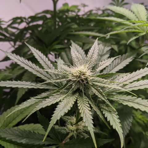 McRillaz growlog timeline photo