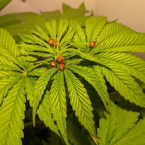 McRillaz growlog timeline photo