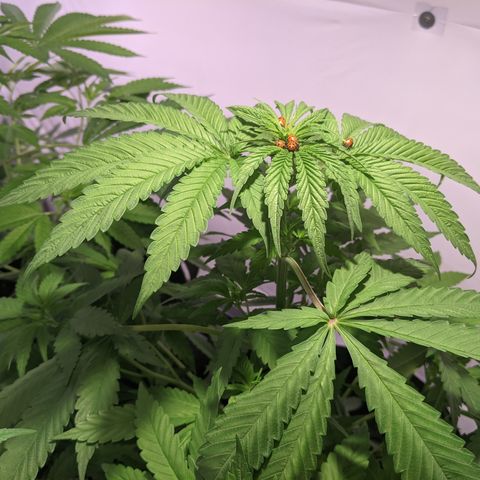 McRillaz growlog timeline photo