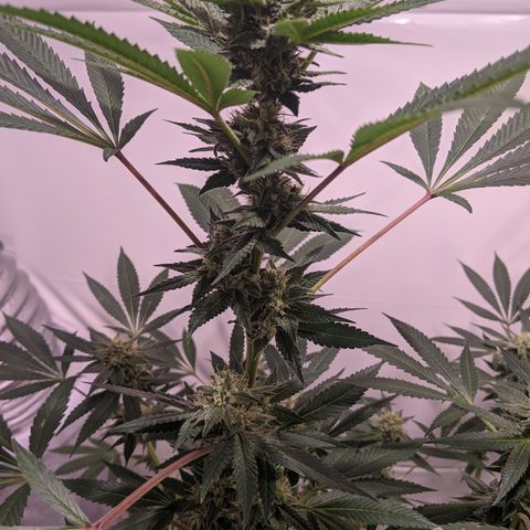 McRillaz growlog timeline photo