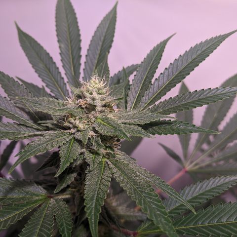 McRillaz growlog timeline photo