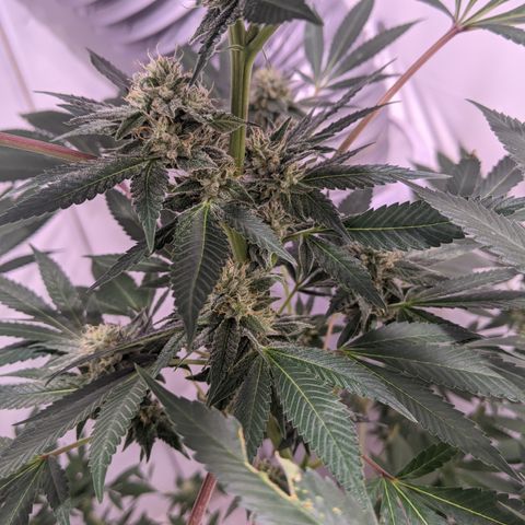 McRillaz growlog timeline photo