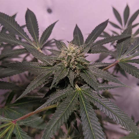 McRillaz growlog timeline photo