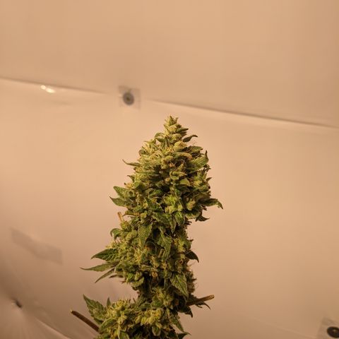 McRillaz growlog timeline photo