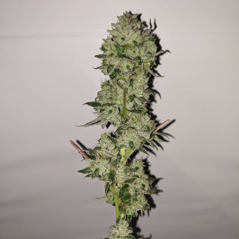 McRillaz growlog timeline photo
