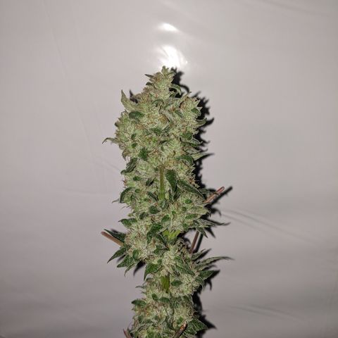 McRillaz growlog timeline photo