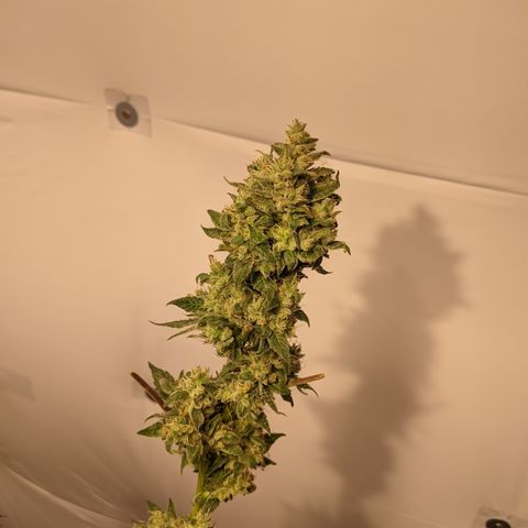 McRillaz growlog timeline photo
