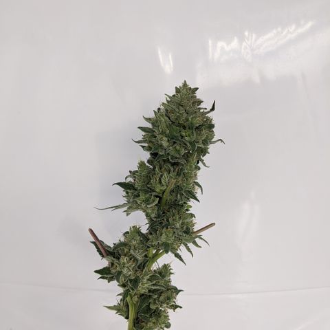McRillaz growlog timeline photo