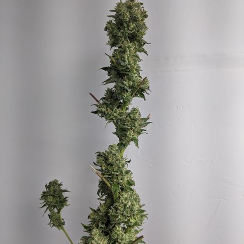 McRillaz growlog timeline photo