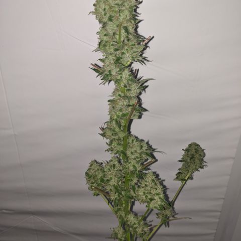 McRillaz growlog timeline photo