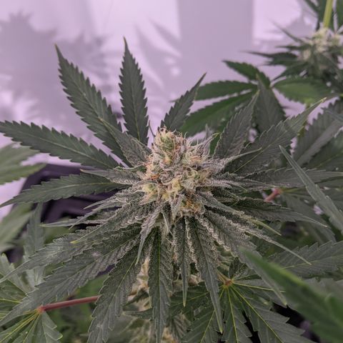 Sour cho growlog timeline photo