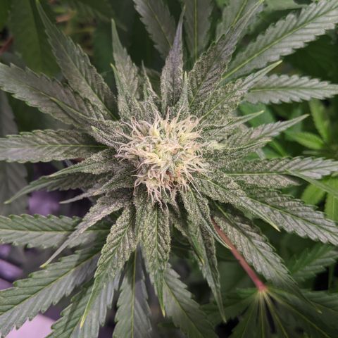 Sour cho growlog timeline photo