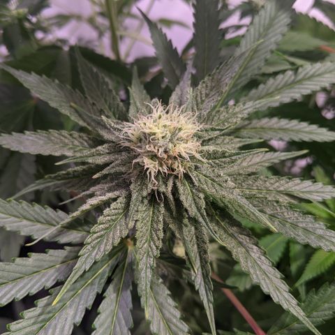 Sour cho growlog timeline photo